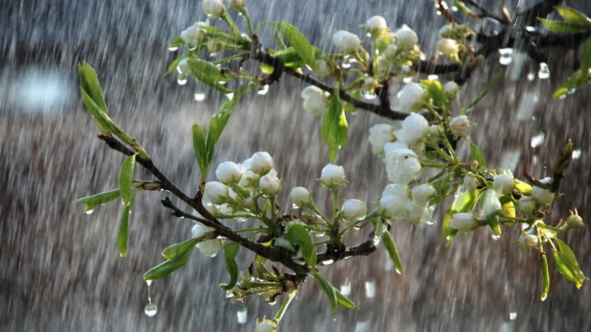 সারাদেশে বৃষ্টি, অতিভারী হতে পারে ৫ বিভাগে