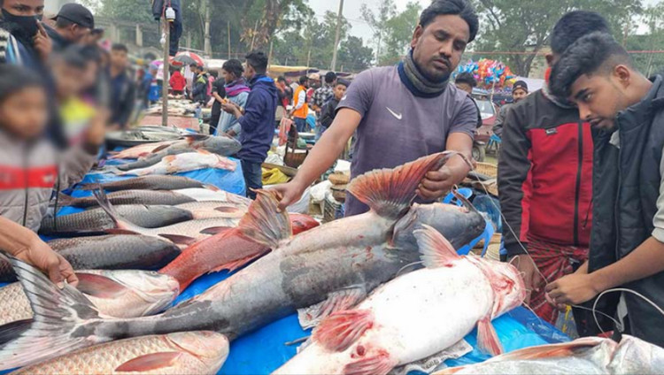 এবার ঐতিহ্যবাহী মাছের মেলায় ৭৫ কেজির বাঘাইড় মাছ, দাম লাখ টাকা