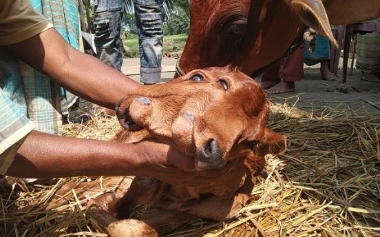 দুই মুখ ও চার চোখ বিশিষ্ট একটি গরুর জন্ম
