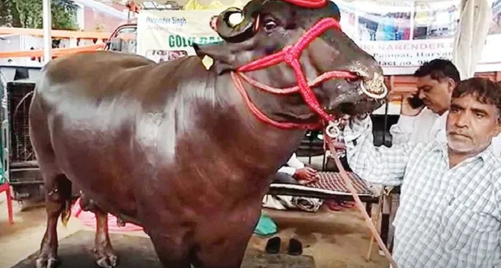 বী'র্য বিক্রি করে মাসে ৪-৫ লাখ টাকা আয়