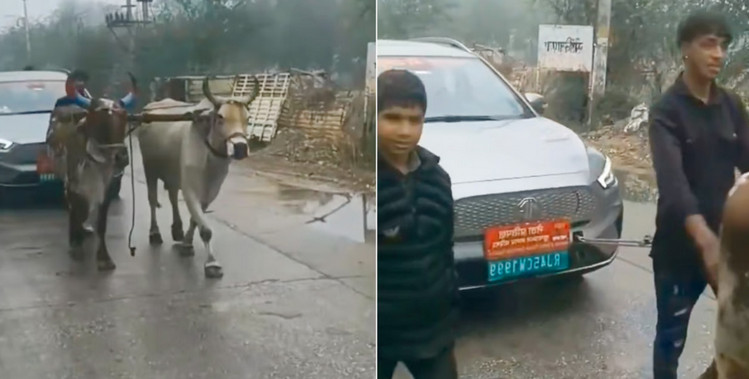 মাঝ রাস্তায় ব্যাটারি শেষ, গরু দিয়ে টানা হলো নেতার গাড়ি
