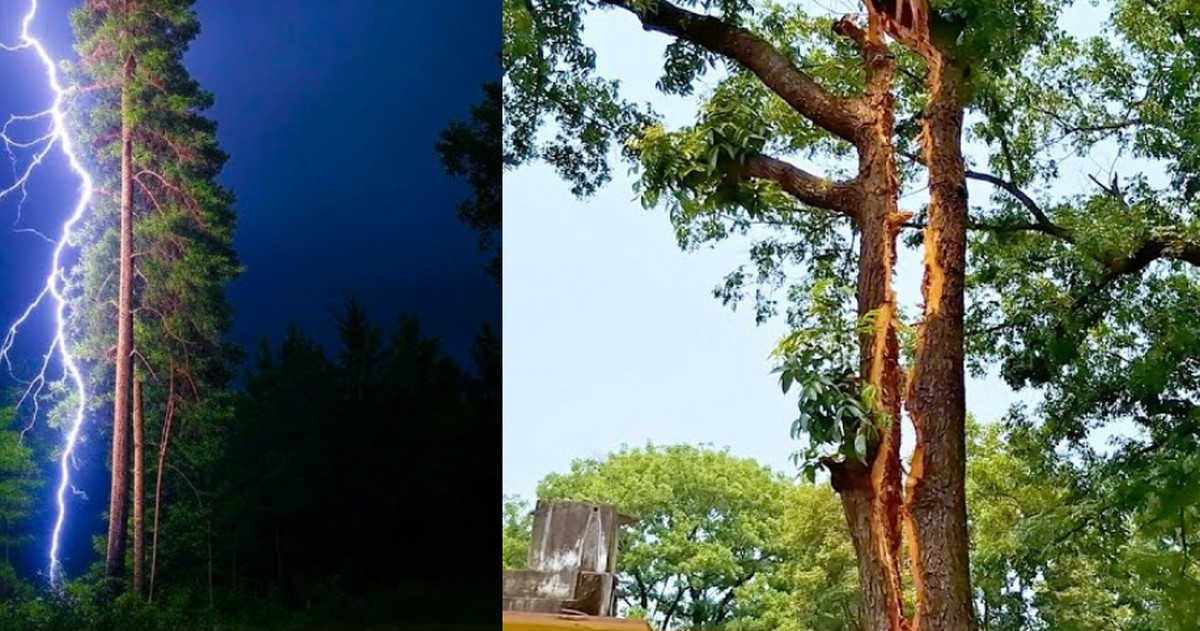 বজ্রপাতে দ্বিখণ্ডিত আস্ত মেহগনি গাছ