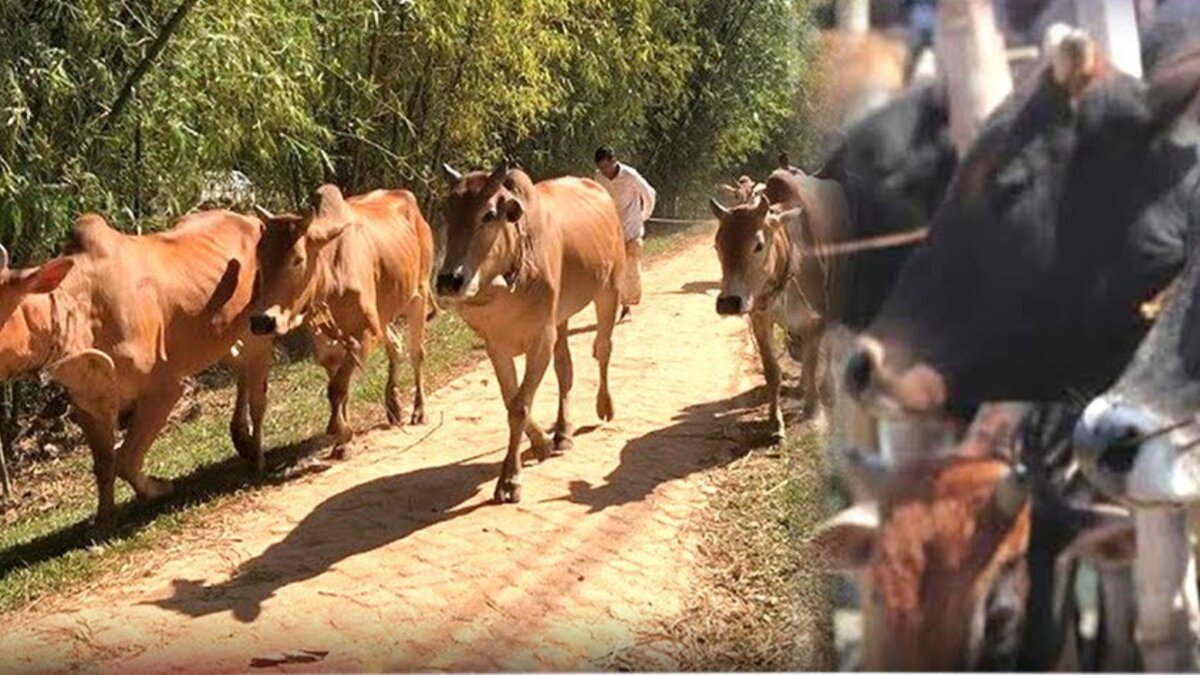 কোরবানির আগে সীমান্ত দিয়ে দেদারসে ঢুকছে শত শত গরু