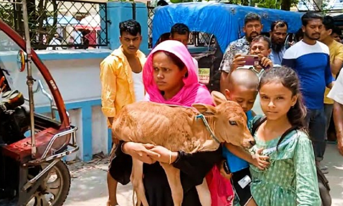 টাকা আদায়ে গরু নিয়ে গেছে বিএনপি নেতা, বাছুর কোলে আদালতে নারী