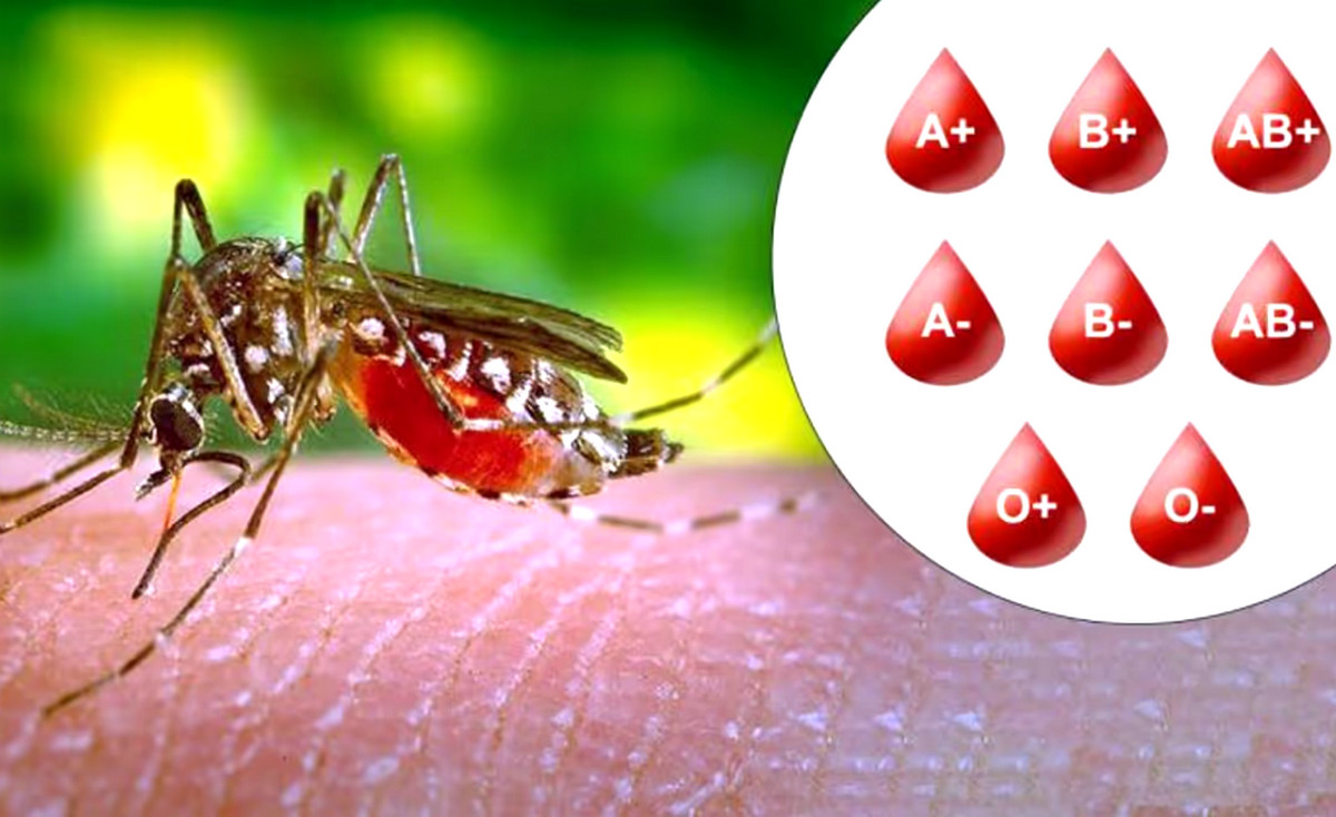কোন রক্তের মানুষের মশা বেশি কামড়ায়
