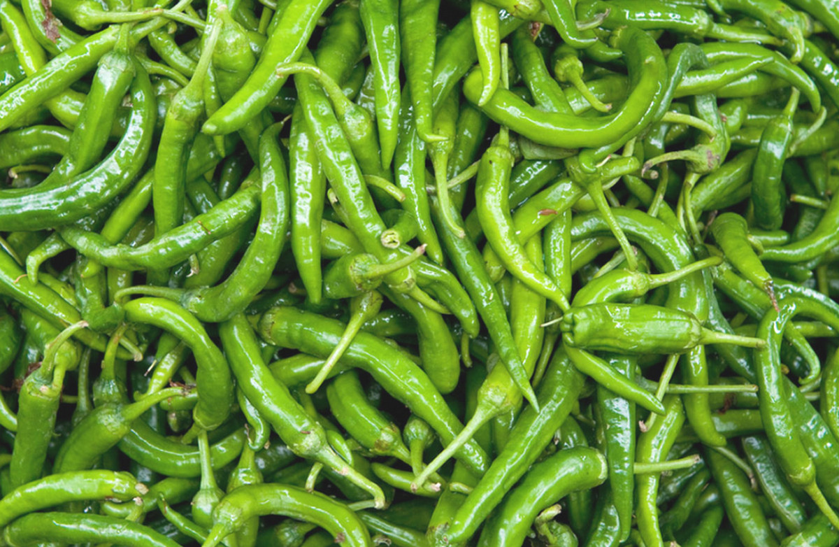 দাম কমলো কাঁচা মরিচের