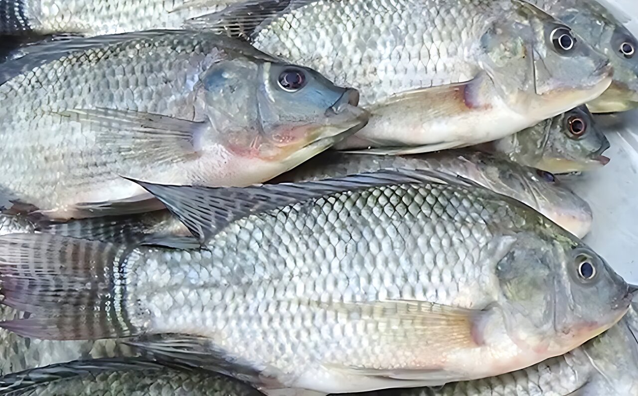 তেলাপিয়া মাছ খেলে কি সত্যিই বিপদ!