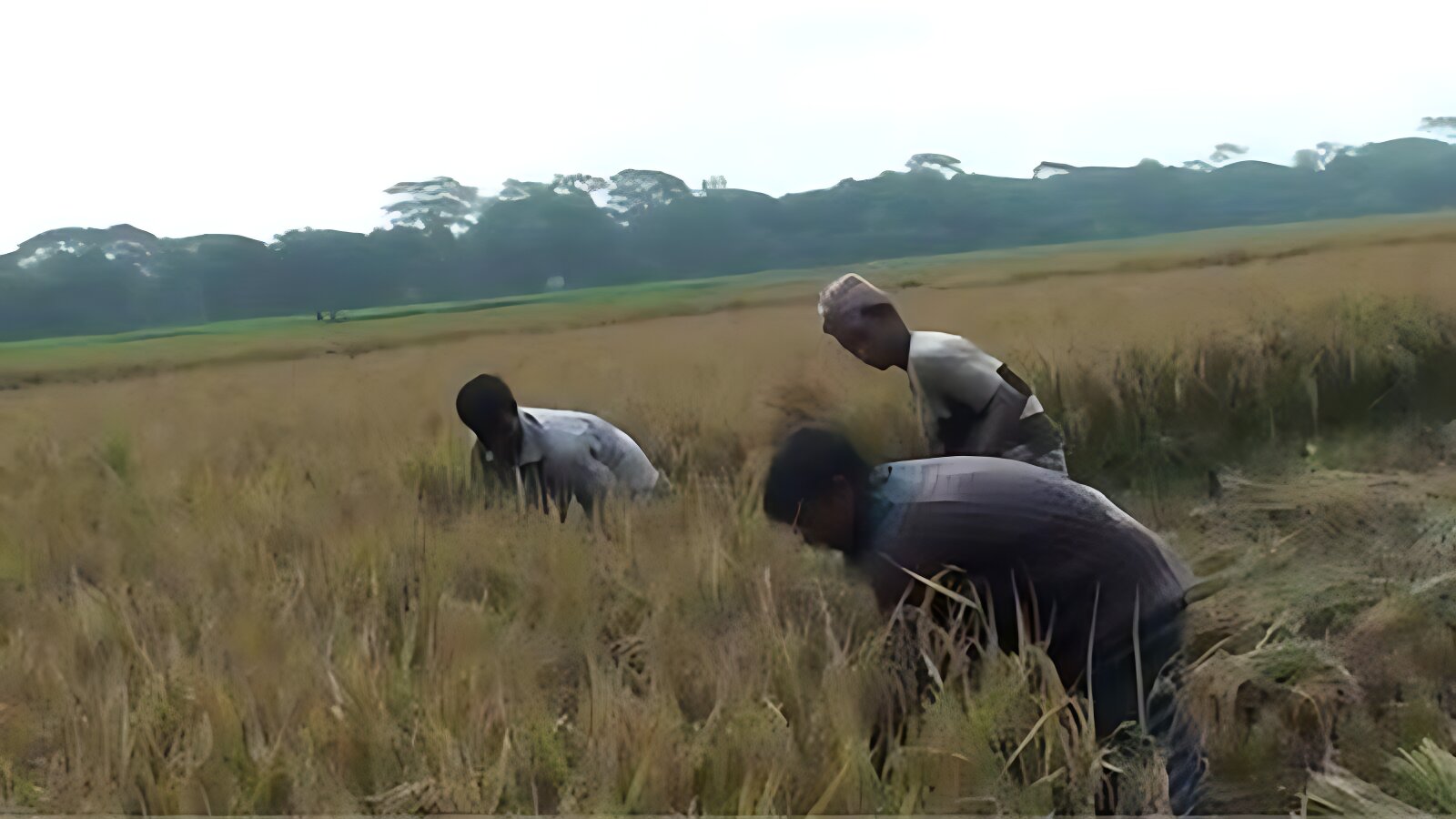 ফের অতি ভারী বৃষ্টির শঙ্কা, কৃষকদের সতর্ক থাকার পরামর্শ