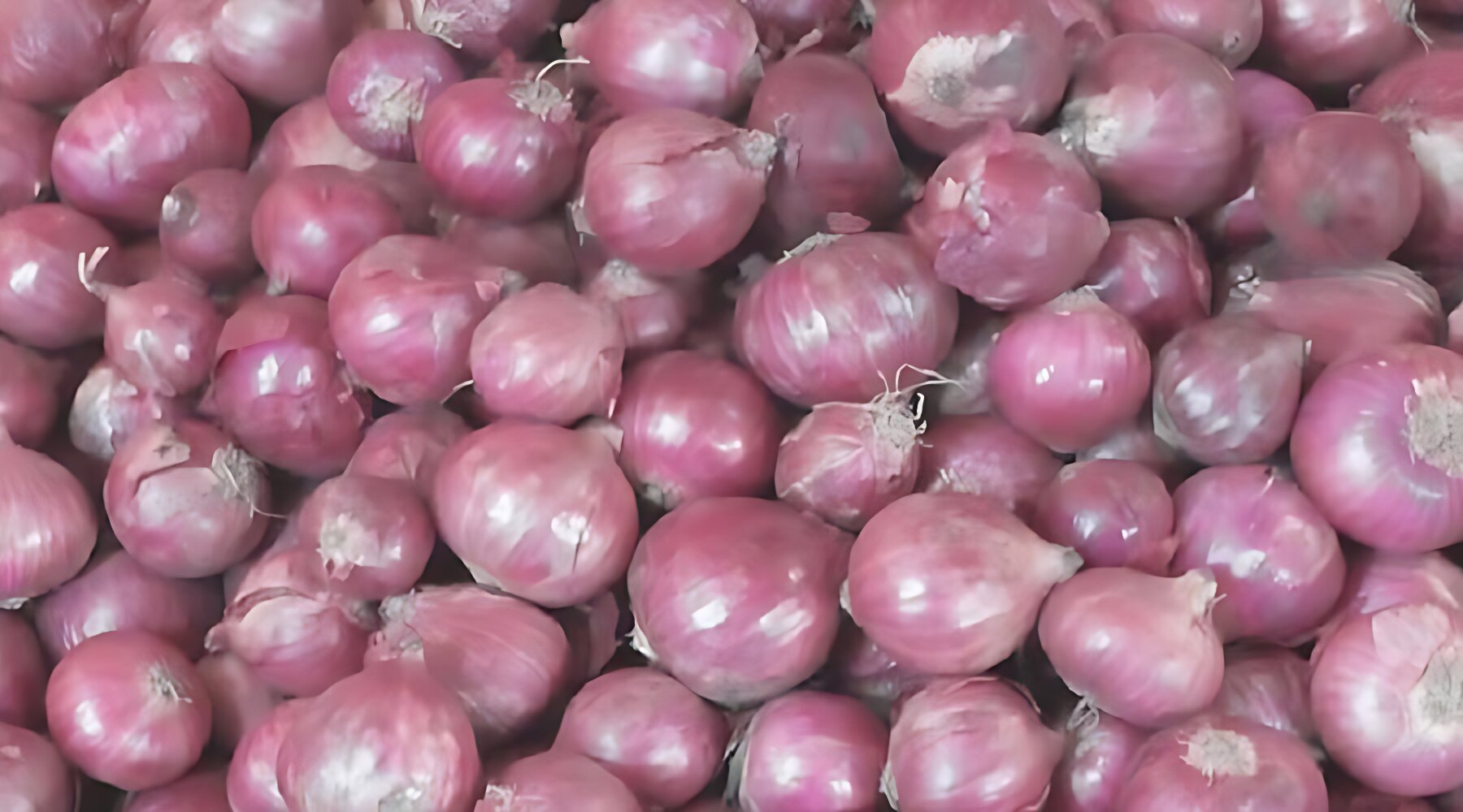 বাজার সিন্ডিকেট সক্রিয়: এক সপ্তাহে পেঁয়াজের দাম বাড়ল ৫০%