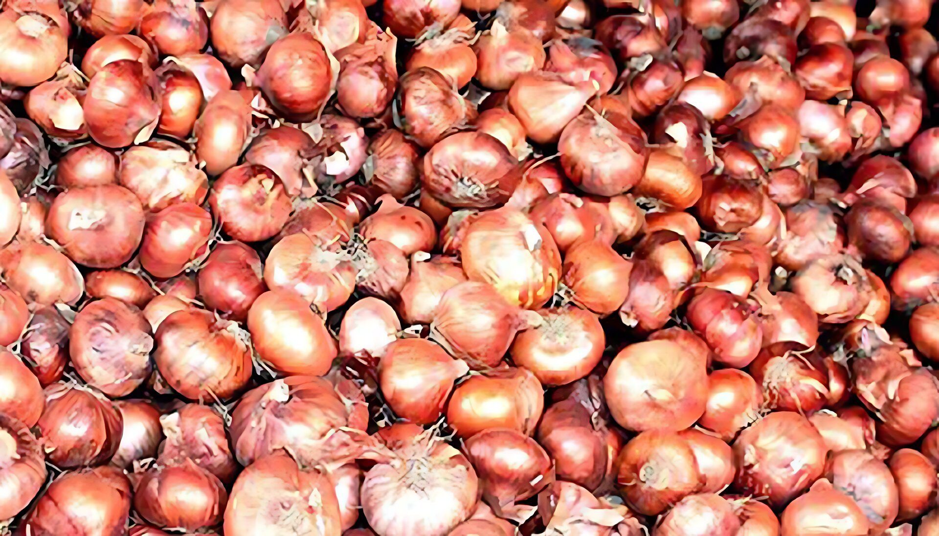 আজকের বাজারদর: পেঁয়াজ-ইলিশ-সবজির বাজার গরম