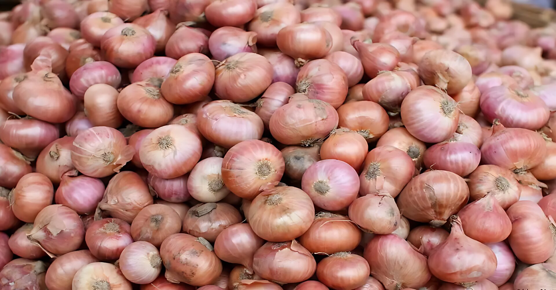 লাফিয়ে কমলো পেঁয়াজের দামে