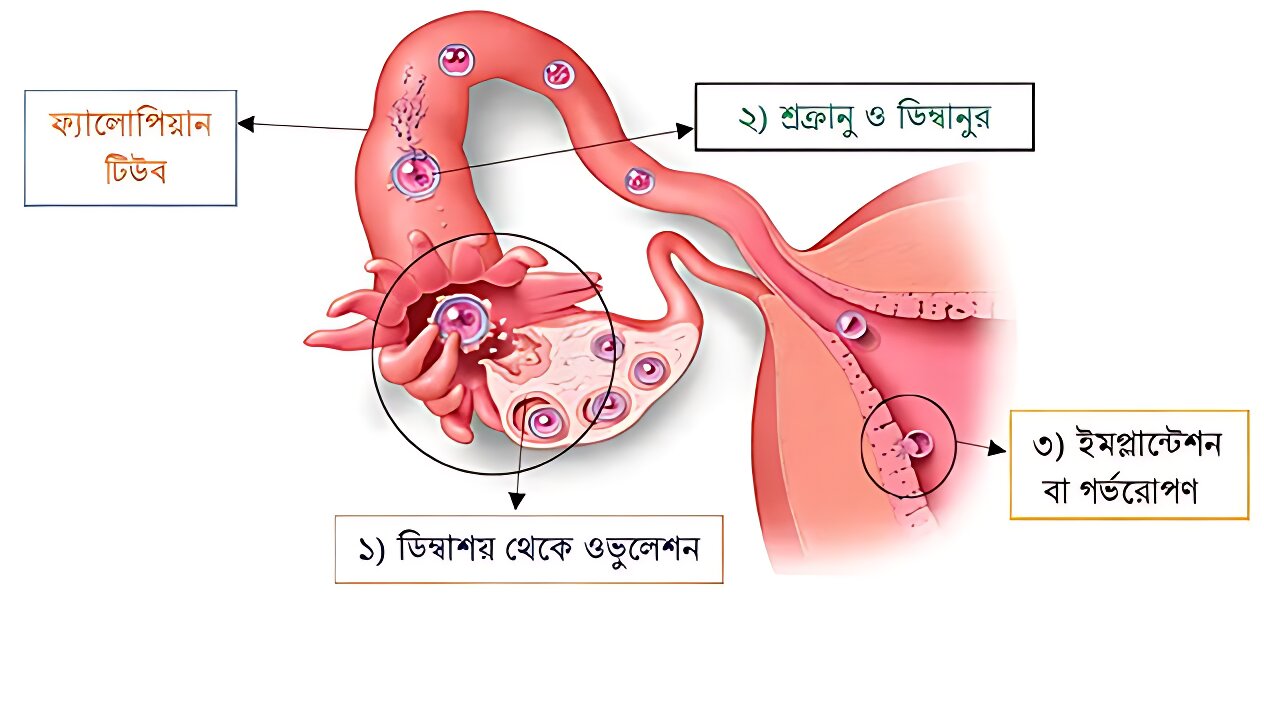 মেয়েদের ৩ টি লক্ষণ দেখলে কোন সন্তান হবে না