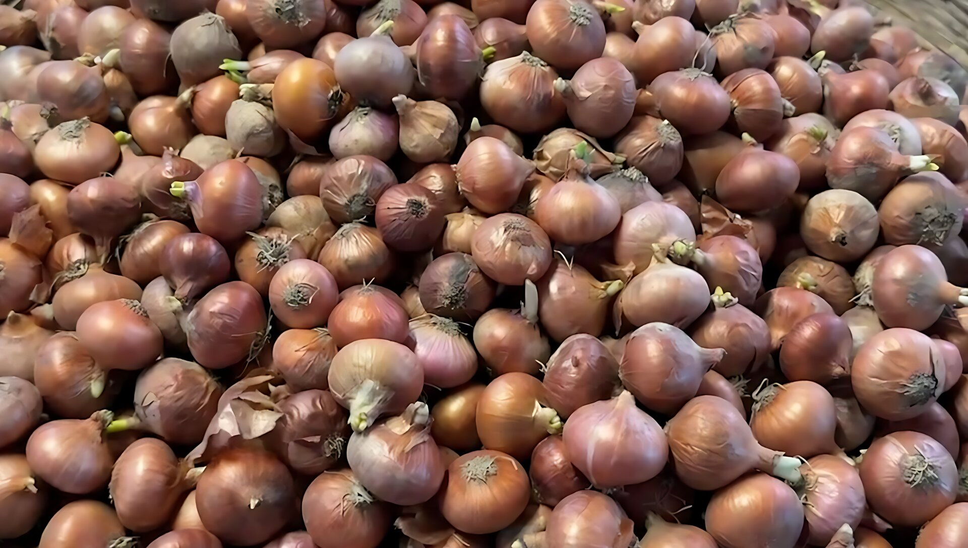 পেঁয়াজের বাজারে লাগামহীন ঊর্ধ্বগতি