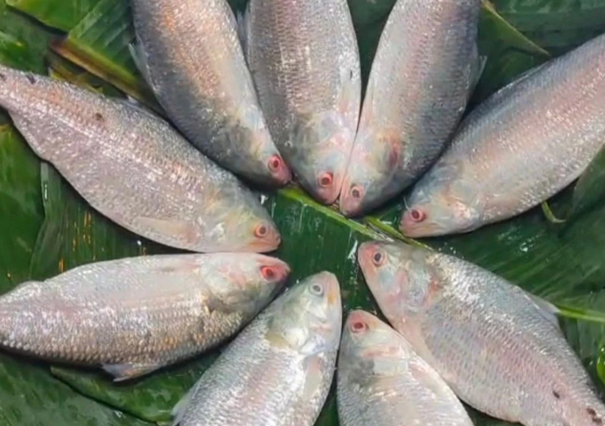 ইলিশের দামের বাজারে আগুন