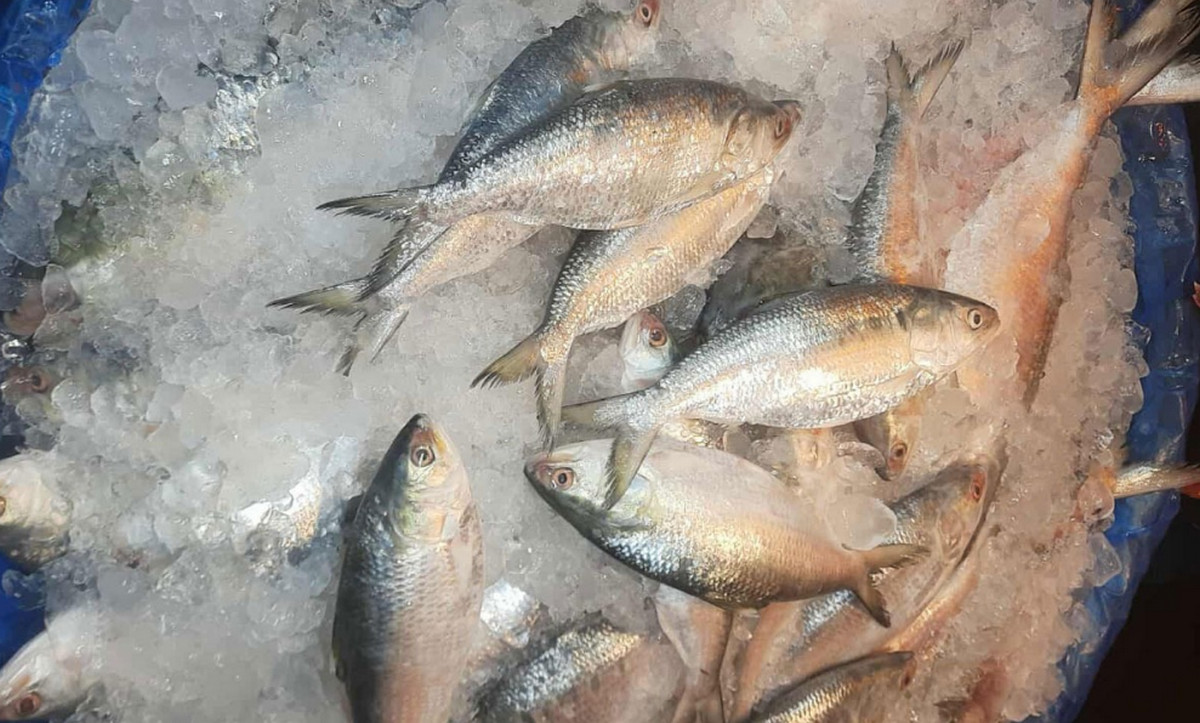 কমে গেল ইলিশের দাম; কেজি কত হল