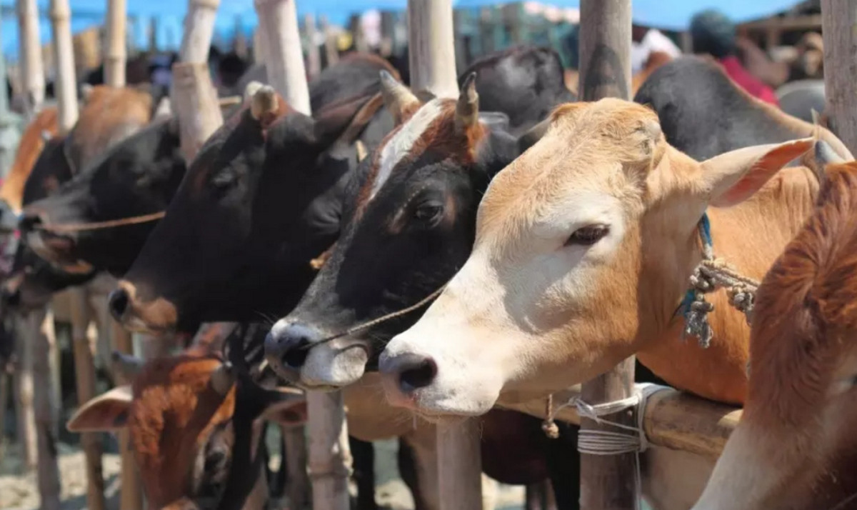 গরু জবাই নিষেধাজ্ঞার মধ্যেই এলো বড় ঘোষণা