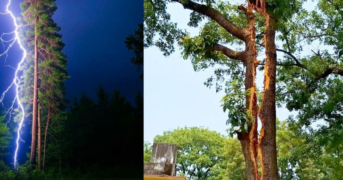 বজ্রপাতে দ্বিখণ্ডিত আস্ত মেহগনি গাছ
