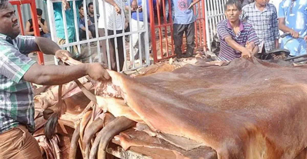 কোরবানির পশুর চামড়ার দাম নির্ধারণ করলো বাণিজ্য মন্ত্রণালয়