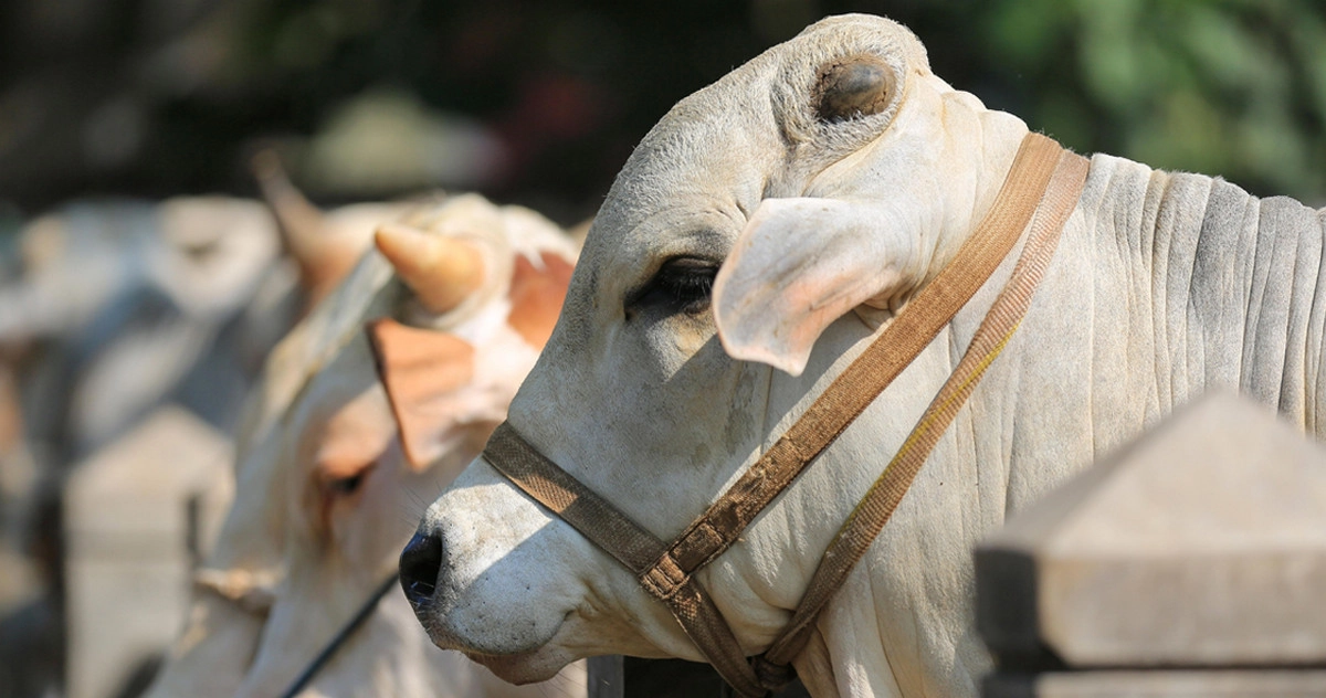 এক ভুল করলেই কবুল হবে না আপনার কোরবানি