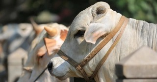 এক ভুল করলেই কবুল হবে না আপনার কোরবানি