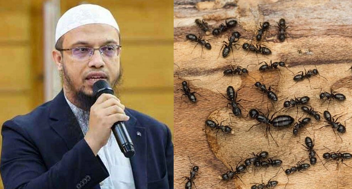 বাসায় পিঁপড়ে, জানুন আল্লাহর ৫টি গোপন বার্তা!