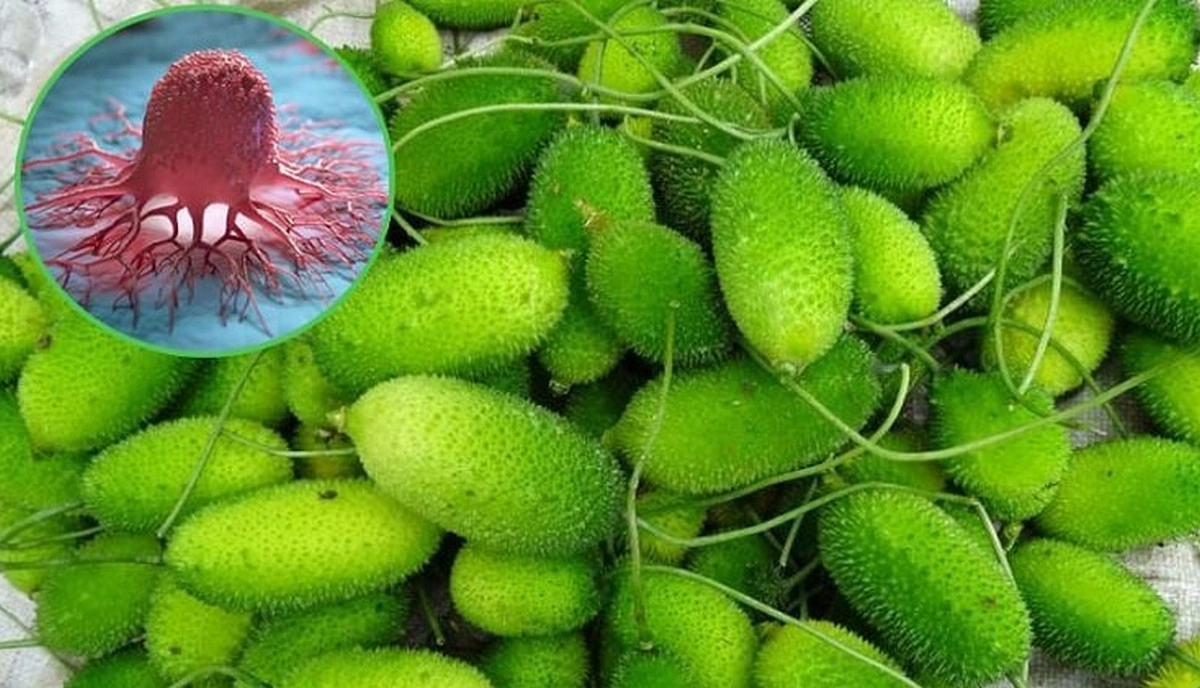 কাঁকরোল: ক্যান্সারসহ ৪ রোগের মহৌষধ