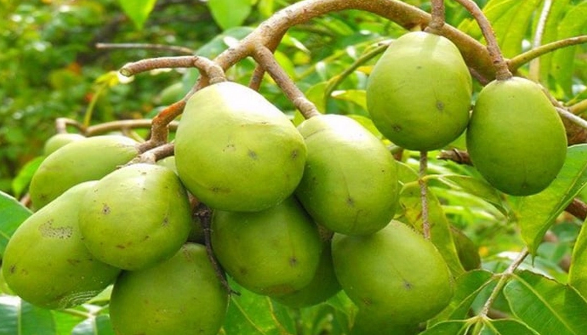 কেন খাবেন আমড়া; জেনে নিন ৫টি জরুরি উপকারিতা