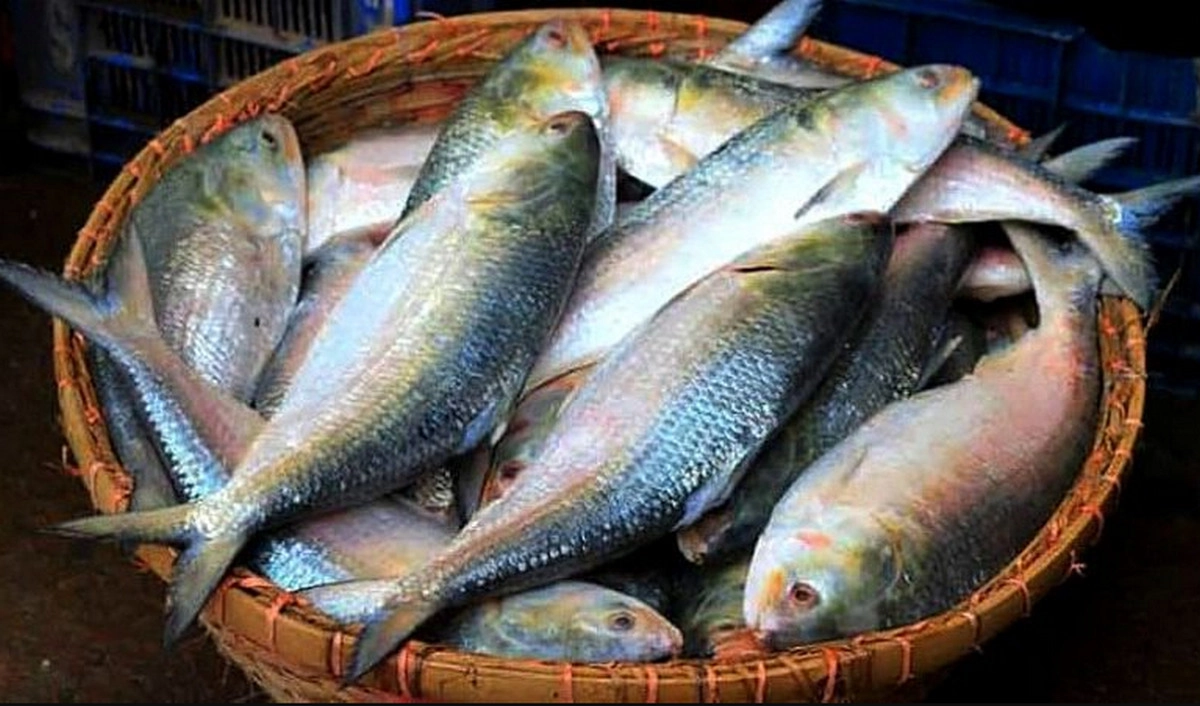 অবশেষে কমলো ইলিশের দাম