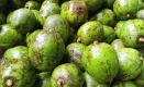 আমড়া খাওয়ার ১০ উপকারিতা:, লাখ টাকার ওষুধ ফেল