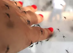 কেন মশা কিছু মানুষকে বেশি কামড়ায়