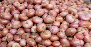 লাফিয়ে কমলো পেঁয়াজের দামে