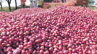 পেঁয়াজের দাম নিয়ে এলো দুঃসংবাদ