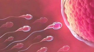 সাবধান! এই ৫টি খাবার পুরুষদের শুক্রাণু ৫০% কমিয়ে দিতে পারে