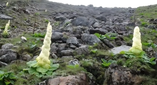 ৩০ বছর পর হিমালয়ে ফুটল বিরল ‘সিকিম সুন্দরী’
