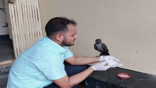 অসুস্থ শরীর নিয়ে নিজেই পশু হাসপাতালে হাজির কাক