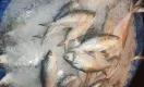 কমে গেল ইলিশের দাম; কেজি কত হল