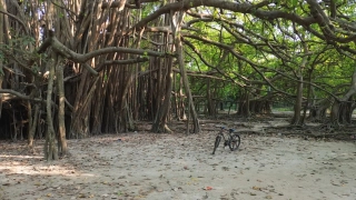 ৩.৫ একরজুড়ে প্রকৃতির বিস্ময়: ৪০০ বছরের রহস্যময় ‘বনবিবির বটতলা’