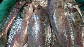 ছুটির দিনে ইলিশের আকাল: আকাশছোঁয়া দামে দিশেহারা ক্রেতারা