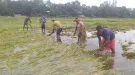 সারাদেশের কৃষকদের জন্য স্বস্তির খবর