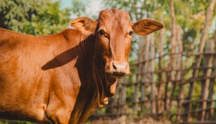 কোরবানি ওয়াজিব হওয়ার ন্যূনতম সম্পদ কত