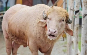 কোরবানির অপেক্ষায় ‘ডোনাল্ড ট্রাম্প’