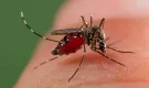 যেসব রঙের কাপড় পরলে মশা বেশি কামড়ায়